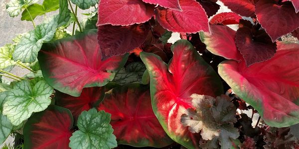 annual greenhouse plants in pittsburgh
caladium