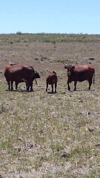 barzona cattle arizona hardy