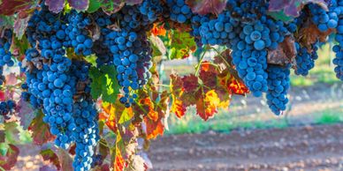 Arizona Wine