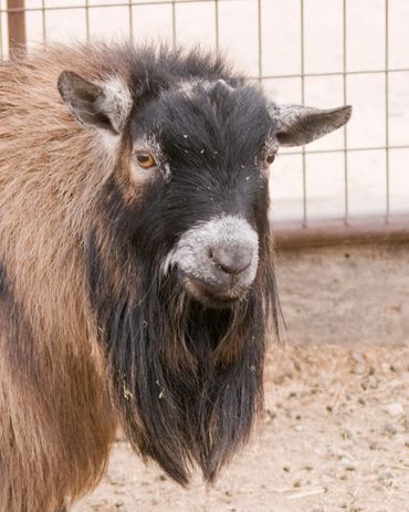 Registered Pygmy Goats
Registered Nigerian Dwarf
Miniature Goats