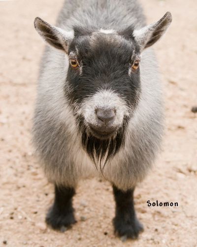 Registered Pygmy Goats
Registered Nigerian Dwarf
Miniature Goats