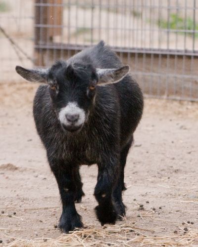 Registered Pygmy Goats
Registered Nigerian Dwarf
Miniature Goats
Pick Me