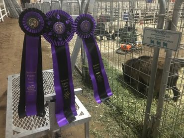 Registered Pygmy Goats
Registered Nigerian Dwarf
Miniature Goats