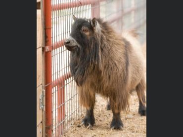 Registered Pygmy Goats
Registered Nigerian Dwarf
Miniature Goats