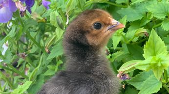 Day old black cooper Maran chick in front of flowers