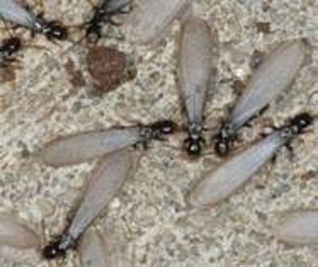 Termite swarmers