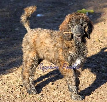 JuJu -  Catzi/ Lilac