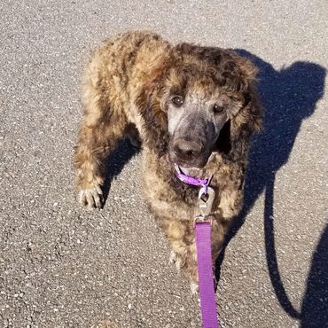 Tiger Shark/pink collar/Hobbes