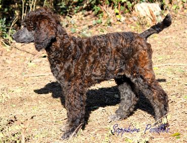 Benny/Mint collar/Elroy