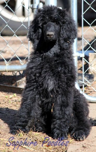 Valkyrie/Orange collar/glitterbomb