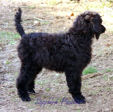 Glitterbomb/orange collar/ now Valkyrie