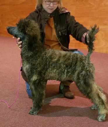 Tiger Shark / Pink collar