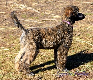 Tiger Shark/ pink collar/ hobbes