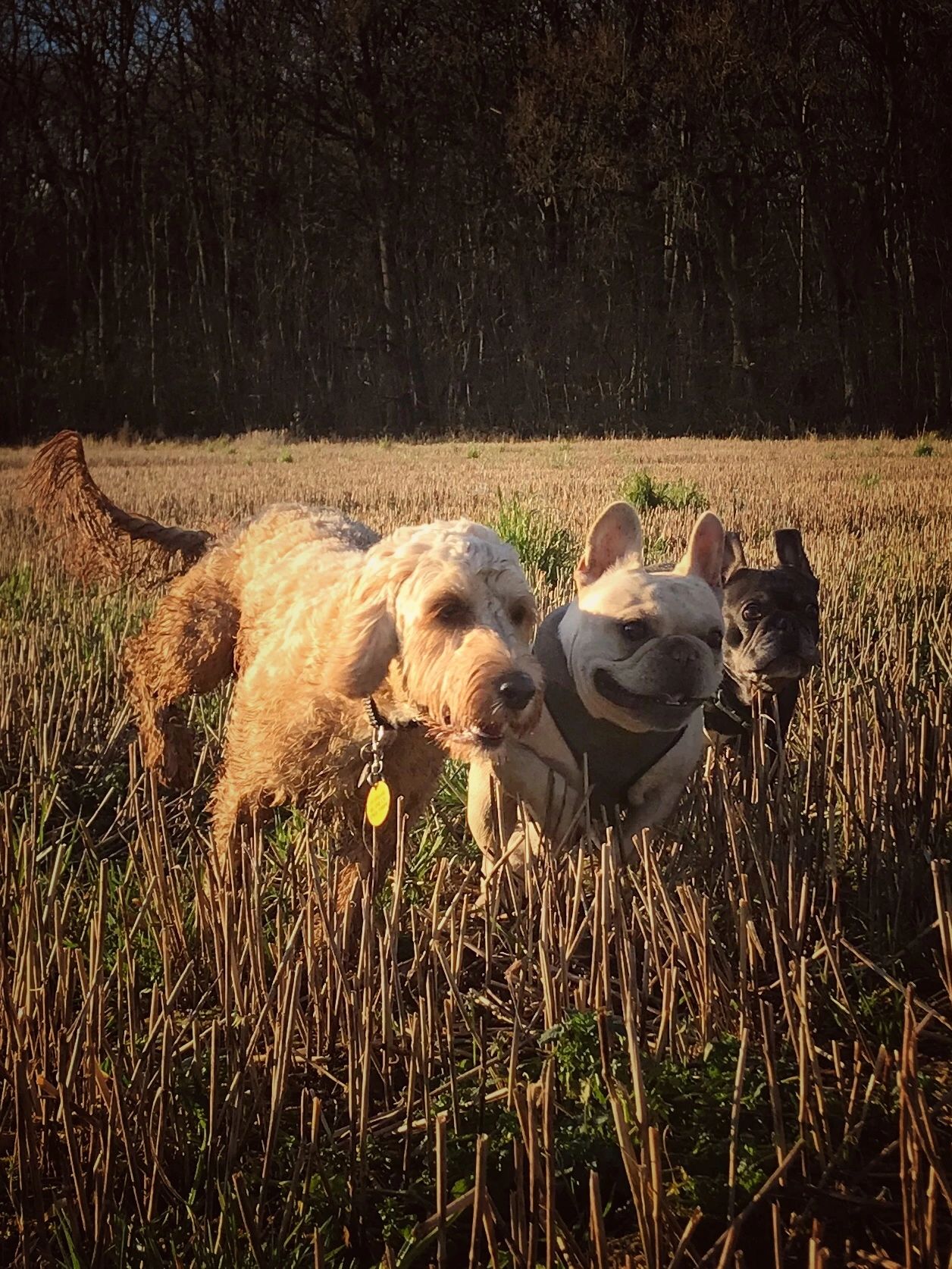 Bromance with the French Bulldogs, Chester and Hugo and Floyd the Cockapoo