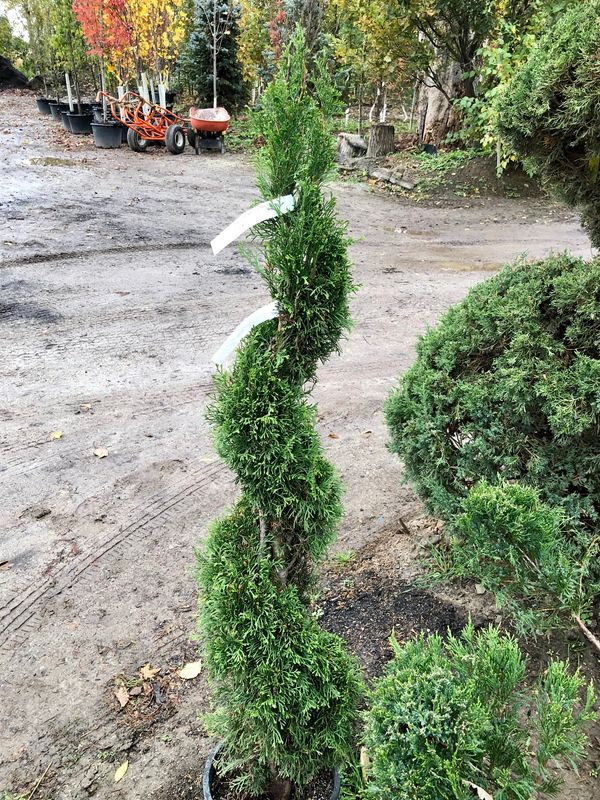 Spiral Cedar