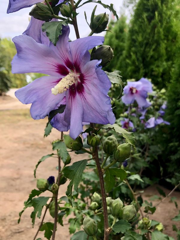 Rose of Sharon ‘Blue Bird’