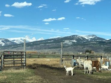 Goats and horses in a rural farm setting with mountains in the background.