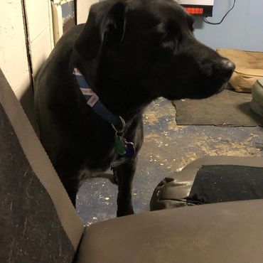 A black dog with a blue collar standing indoors near dog beds and a heater.