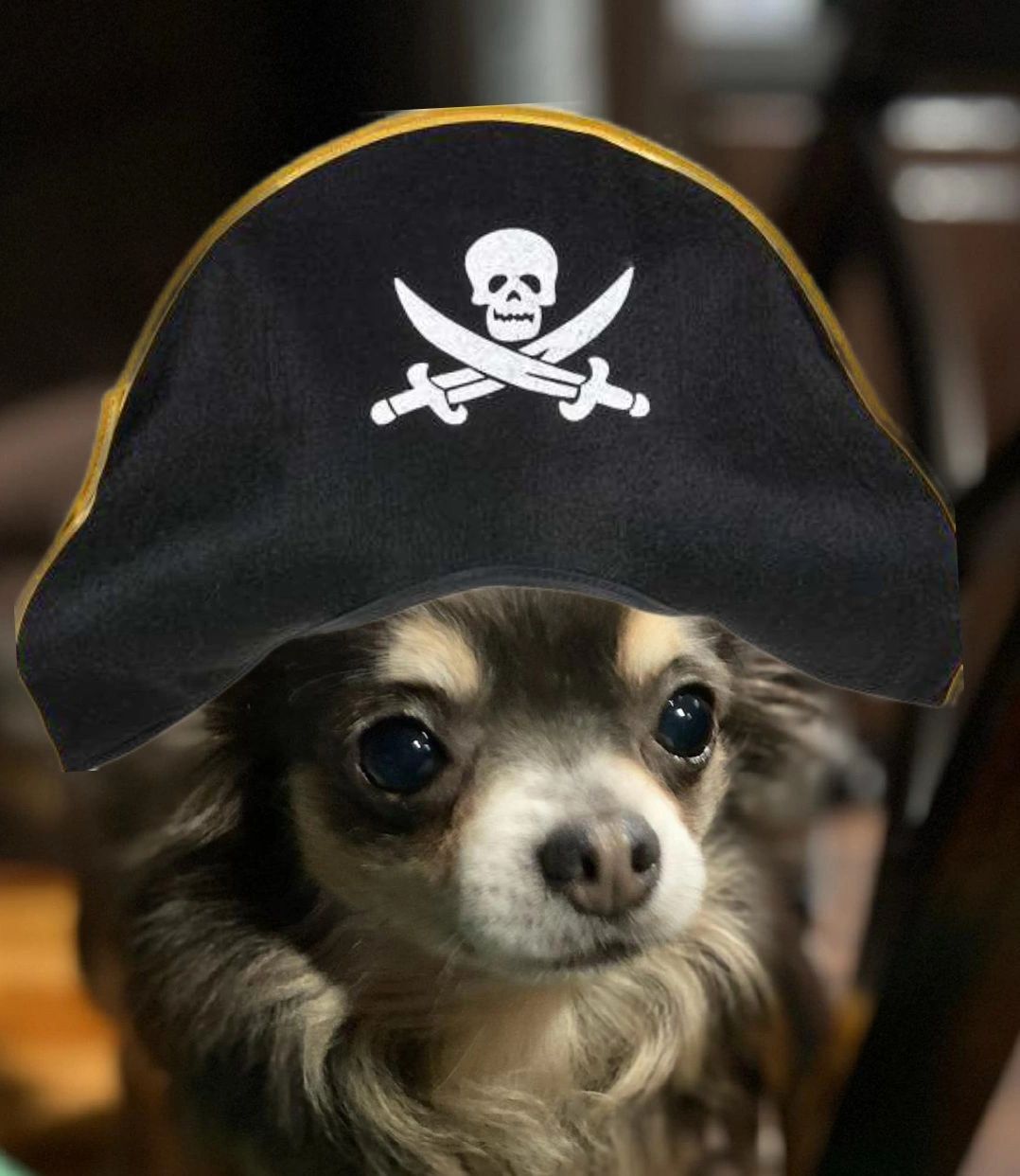 Pirate Paws Chihuahuas - Chihuahua Puppies, Breeder