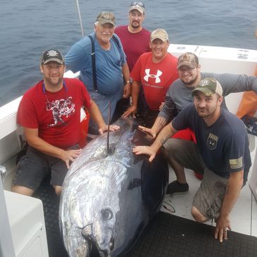 960 pound giant bluefin tuna caught off Gloucester MA