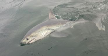 Porbeagle shark fishing off Gloucester MA.