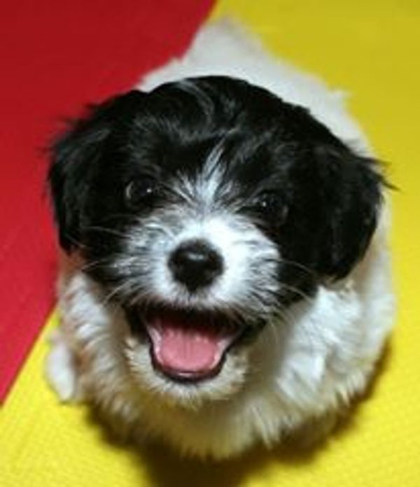 A black and white Coton de Tulear puppy