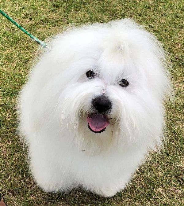 A curious Coton de Tulear. This Coton is from Chapala Bay Cotons in Alberta, Canada