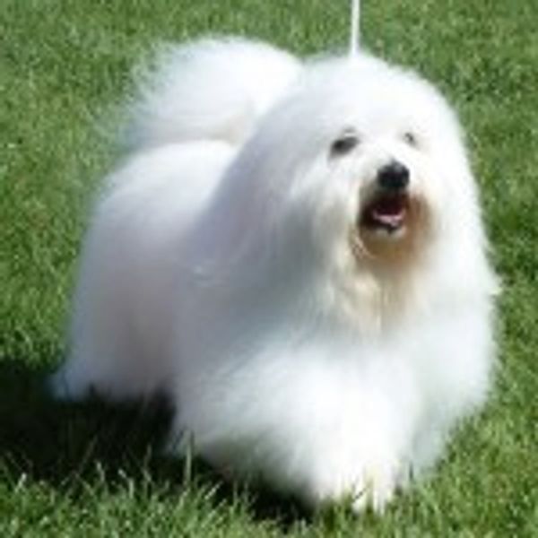 This Coton de Tulear is from Alika Tia in Nova Scotia, Canada