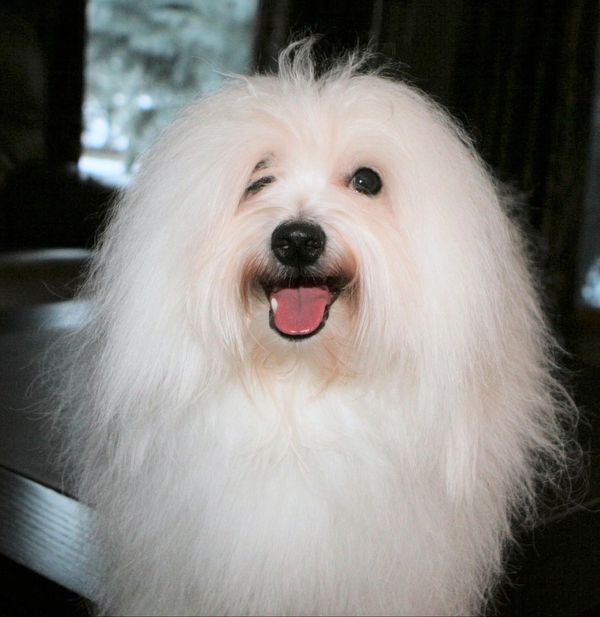 A Coton de Tulear smiling