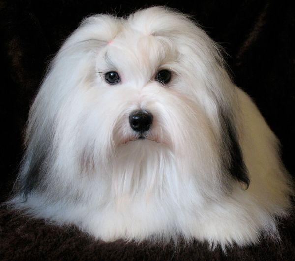 Coton de Tulear showing off their beautiful coat. This Coton de Tulera is from Payzac Cotons in Onta