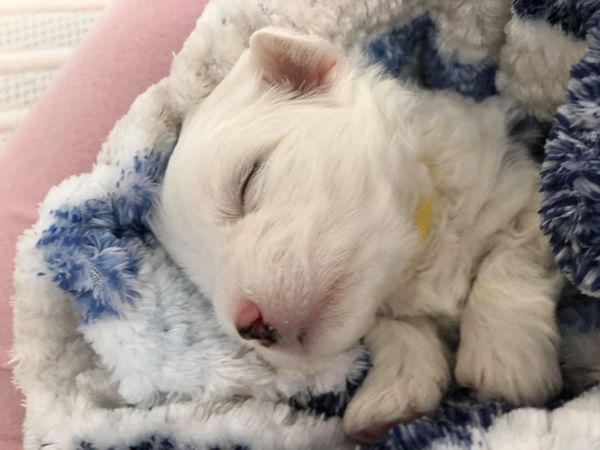 This sweet, little Coton de Tulear pup is from Bijoux de Coton in Quebec, Canada