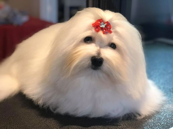 A Coton de Tulear showing off their new hair clip. She is from Bijoux de Coton in Quebec, Canada