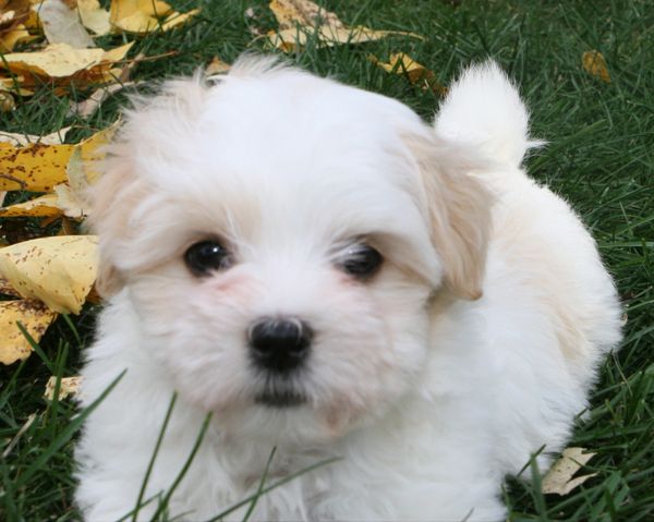 This is a Chapala Bay Cotons puppy