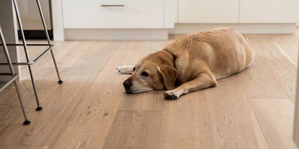 Hardwood Floor is also safe for our man's best friend.