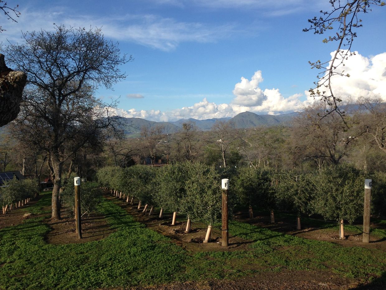 Winter in the olive grove, all pruned and ready for next year