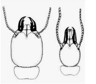 Schedorhinotermes
