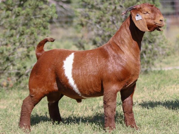 Boer Goat Buck
