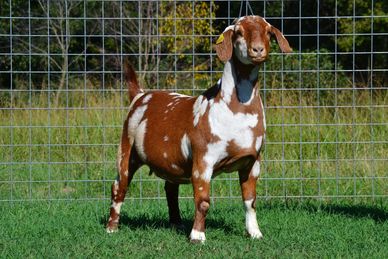 Boer Goat Doe