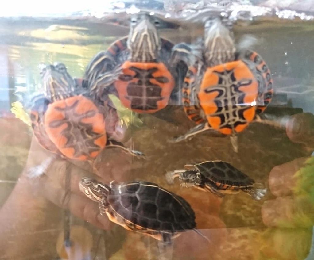 Painted turtles
Chrysemys picta