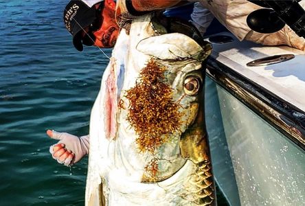 Tarpon Fishing in Islamorada Florida