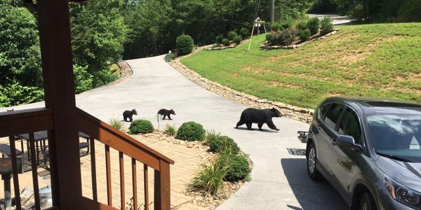 mama bear with cubs at gatlinburg nice rental cabin