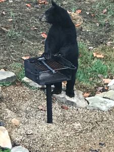 bear at rental cabin grill near gatlinburg pigeon-forge sevierville