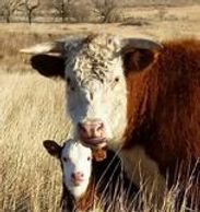 Hereford cattle