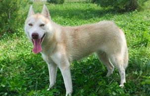 Light red and white femle Siberian Husky