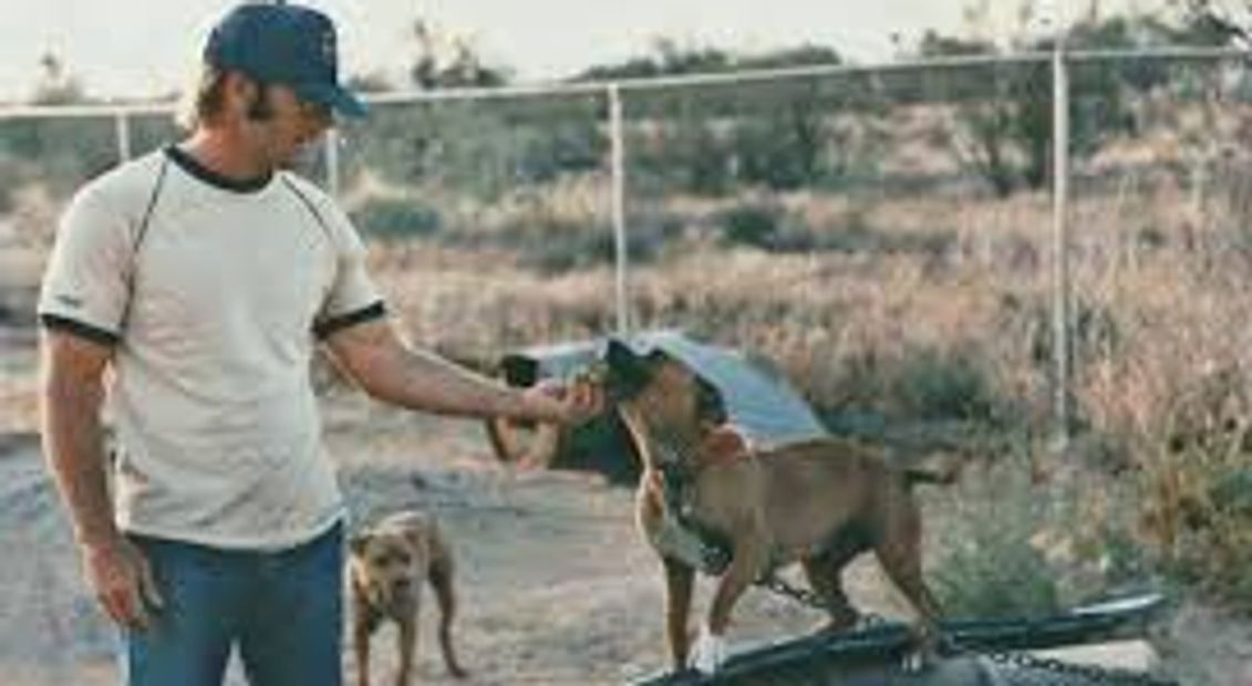 Pat Patrick APBT, American Pit Bull Terrier, pit bull, pit bull, Bolio, Tombstone