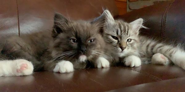 Ragdoll kittens are placed a lot in pairs

