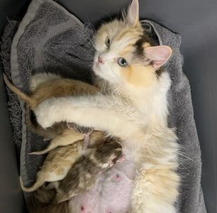 Ragdoll kittens and their mom