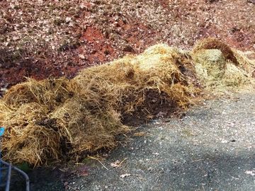 Beans (manure) composting with straw, hay and leaves