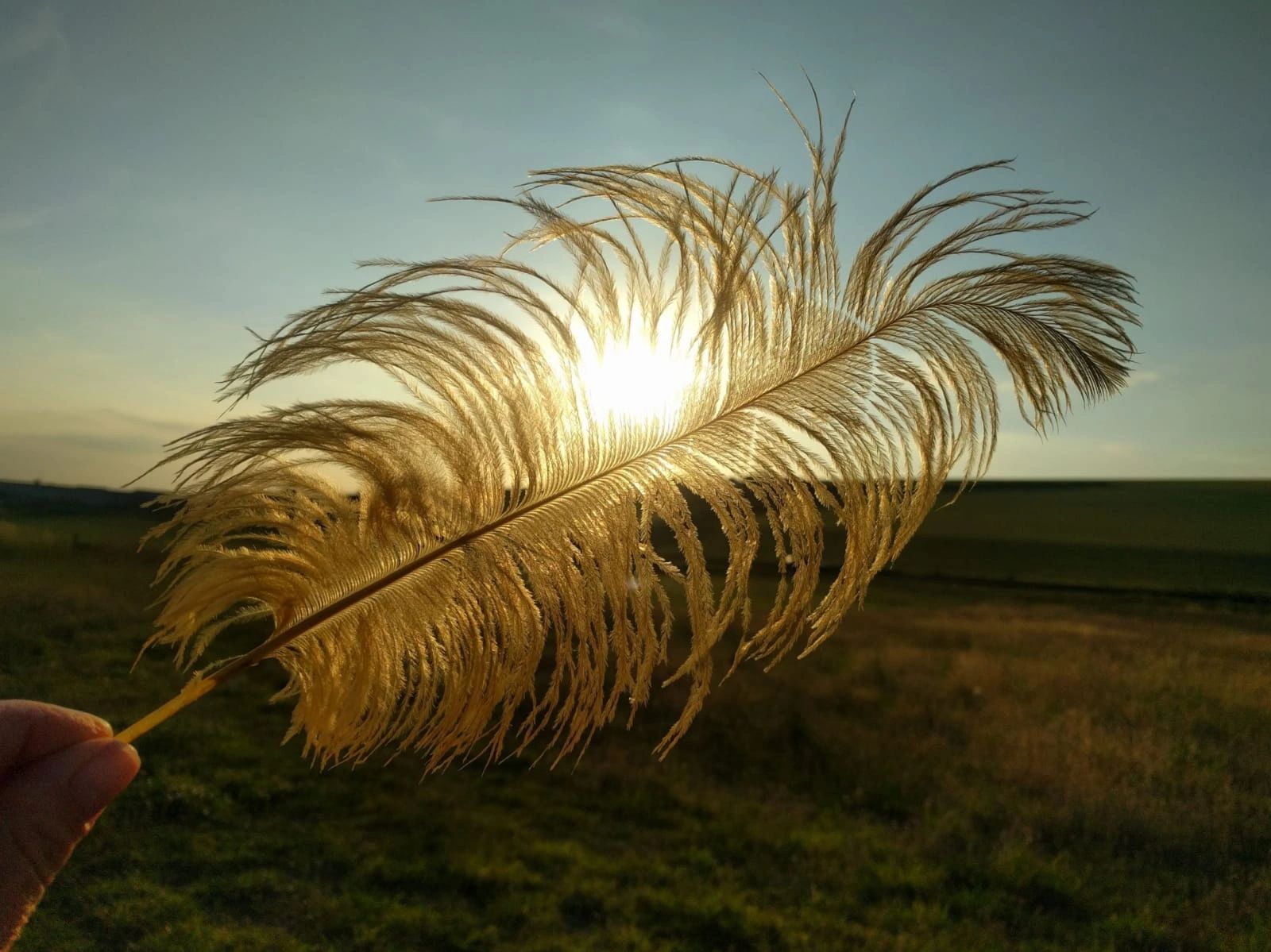Ostrich feather against sunset