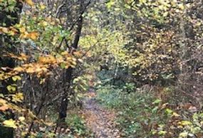 Walking therapy and counselling outdoors